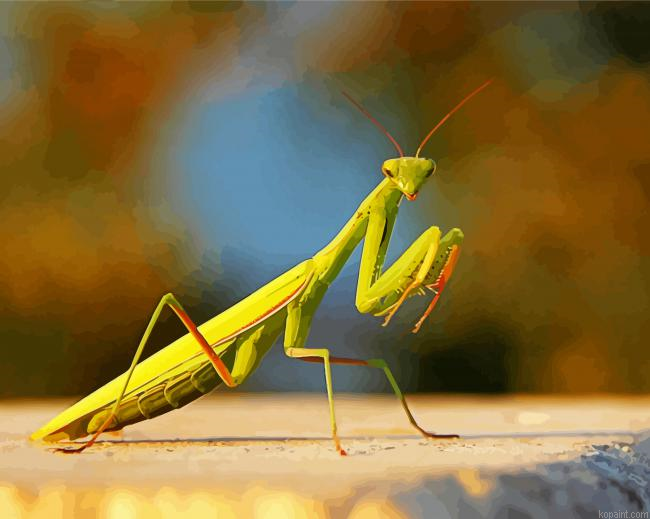 Female European Praying Mantis Painting By Numberss.png