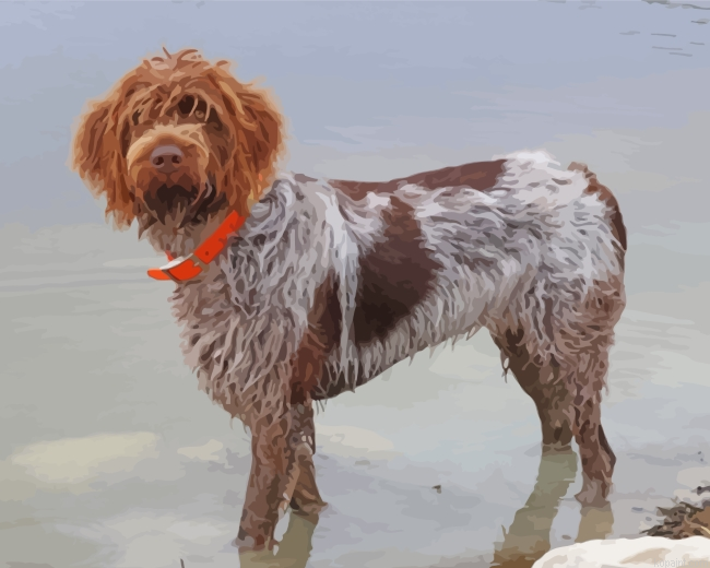 Female Wirehaired Pointing Griffon Painting By Numberss.png