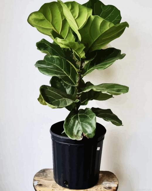 Fiddle Leaf Fig Flowering Plant Paint By Numbers.png