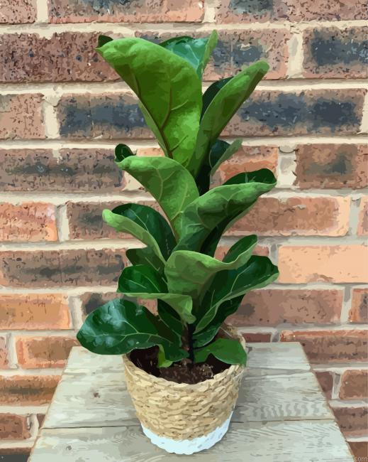 Fiddle Leaf Fig Plant Paint By Numbers.png