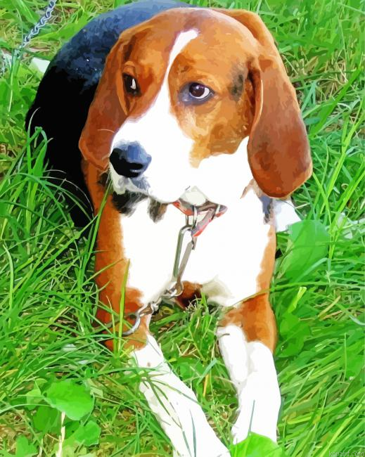 Finnish Hound Puppy Paint By Numbers