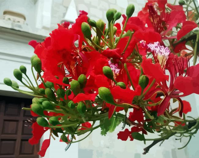 Flamboyan Flower Plant Painting By Numberss.png
