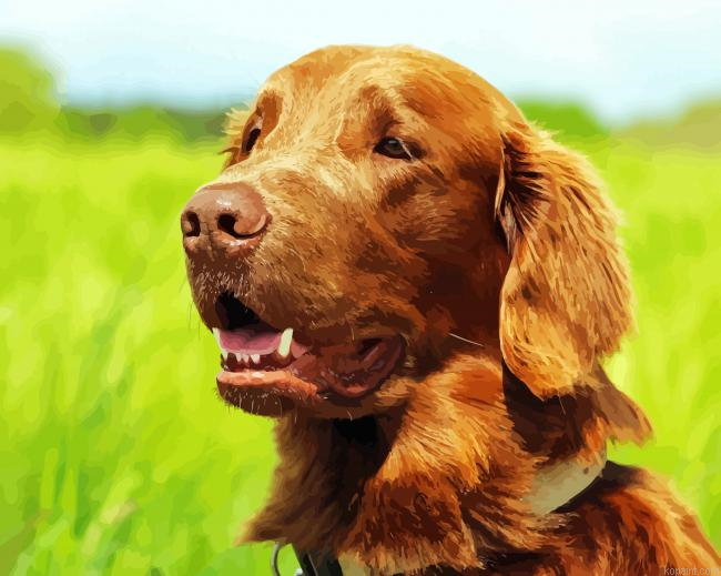 Flat Coated Retriever Dog Painting By Numberss.png