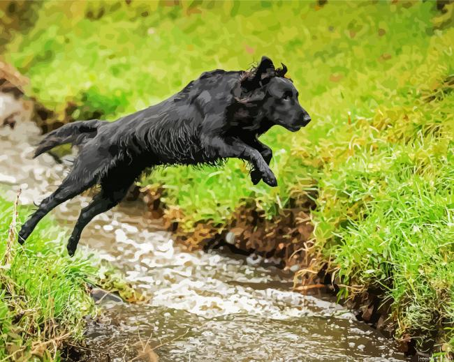 Flat Coated Retriever Painting By Numberss.png