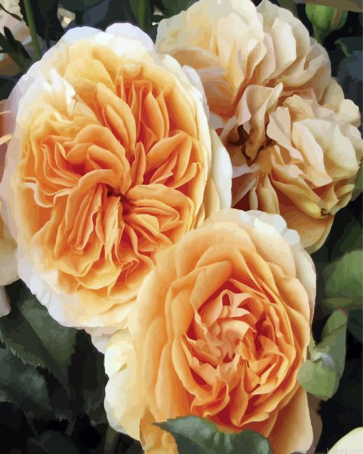Floribunda Nude Flowers Paint By Numbers