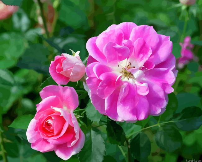 Floribunda Roses Painting By Numberss.png