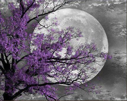 Flower Tree Moon Landscape Painting By Numberss.png