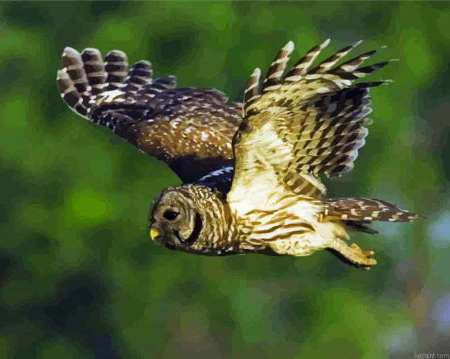 Flying Barred Owl Paint By Numbers