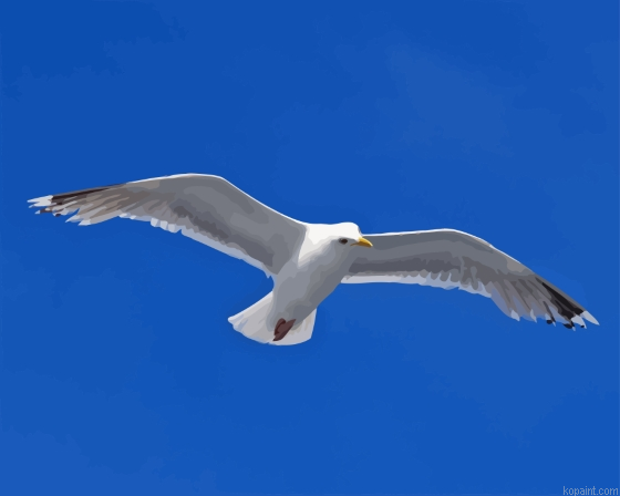 Flying Seagull Bird Paint By Numbers