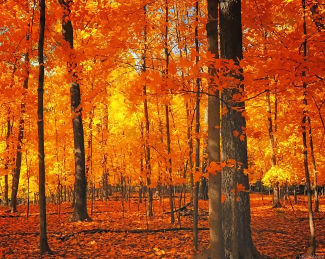 Forest Trees Autumn New Painting By Numberss.png