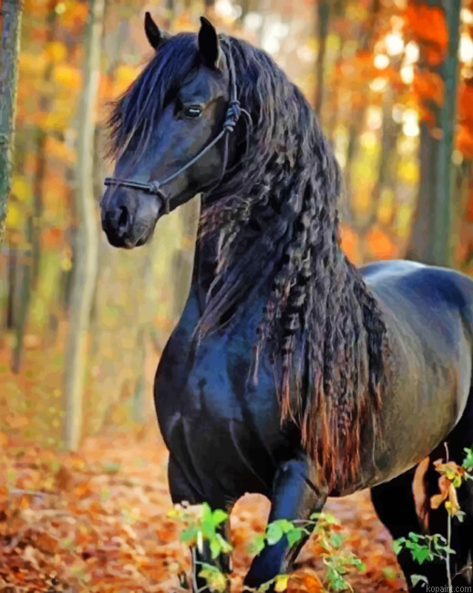 Friesian Black Horse Paint By Numbers