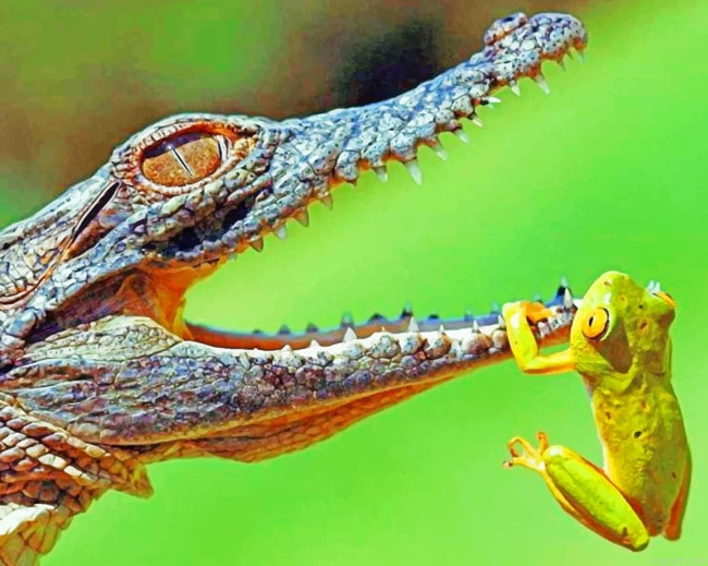 Frog And Alligator Painting By Numberss.png