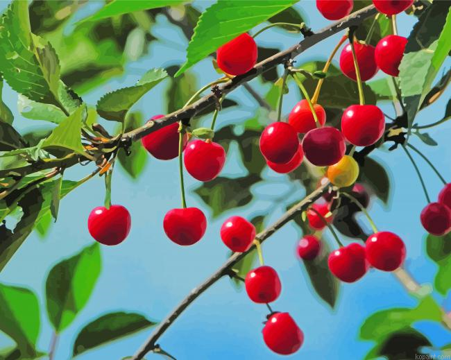 Fruit Cherries Tree Painting By Numberss.png
