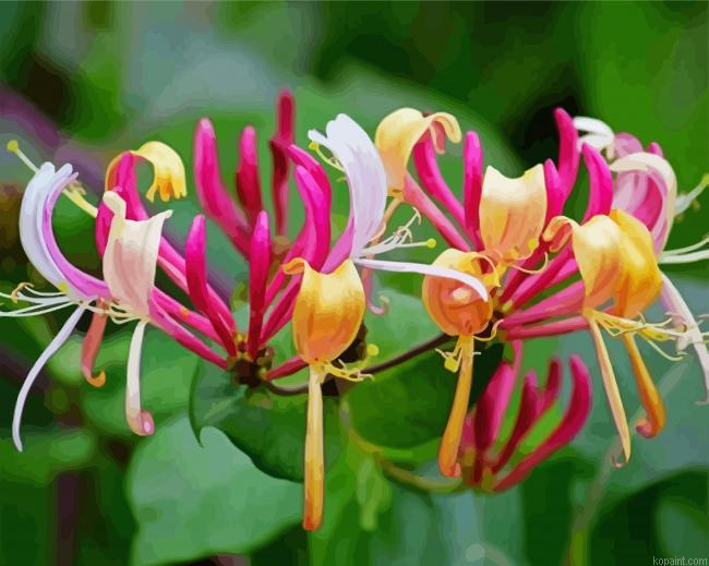 Fuchsia And Yellow Honeysuckle Paint By Numbers