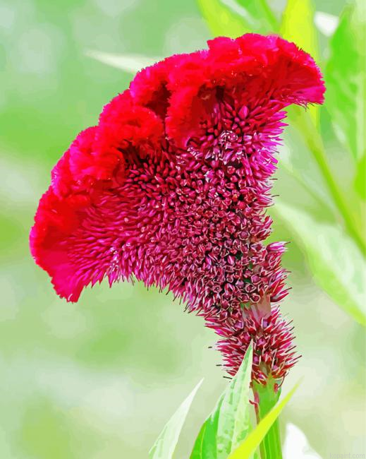 Fuchsia Cockscomb Painting By Numberss.png