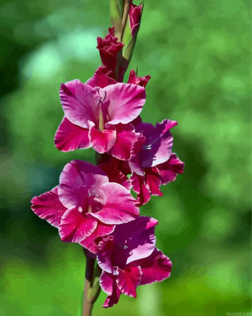 Fuchsia Gladiola Painting By Numberss.png
