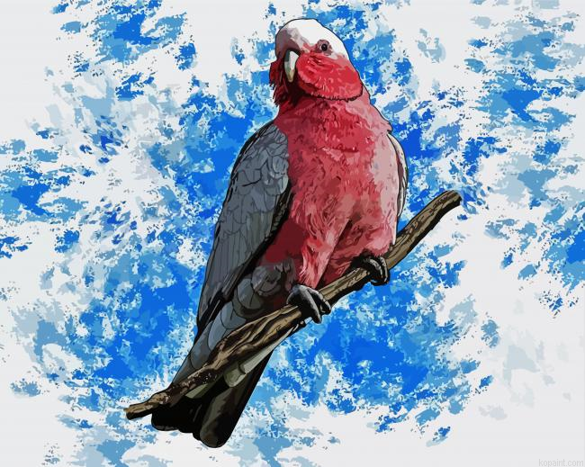 Galah Bird Art Paint by Numbers