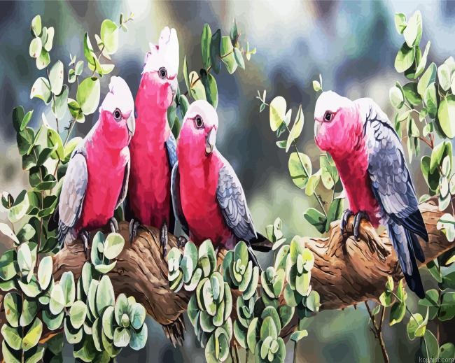 Galah Birds Paint by Numbers