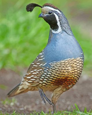 Gambels Quail Desert Bird Painting By Numberss.png