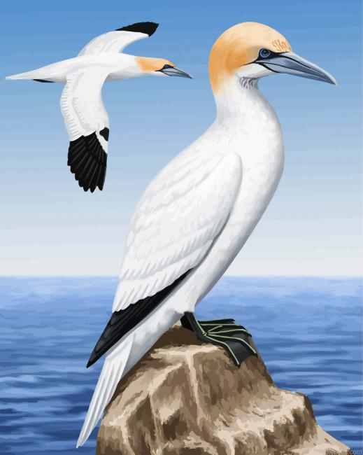 Gannet Birds Paint By Numbers