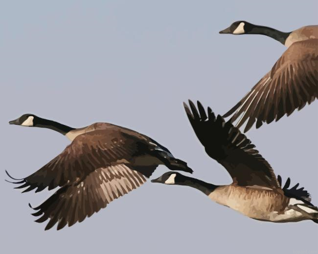 Geese Groupe Flying Painting By Numberss.png