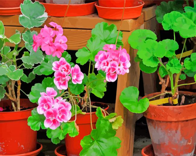 Geraniums Flower Painting By Numberss.png