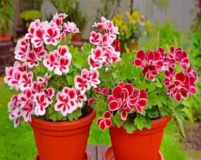 Geraniums Flowers Illustration Painting By Numberss.png