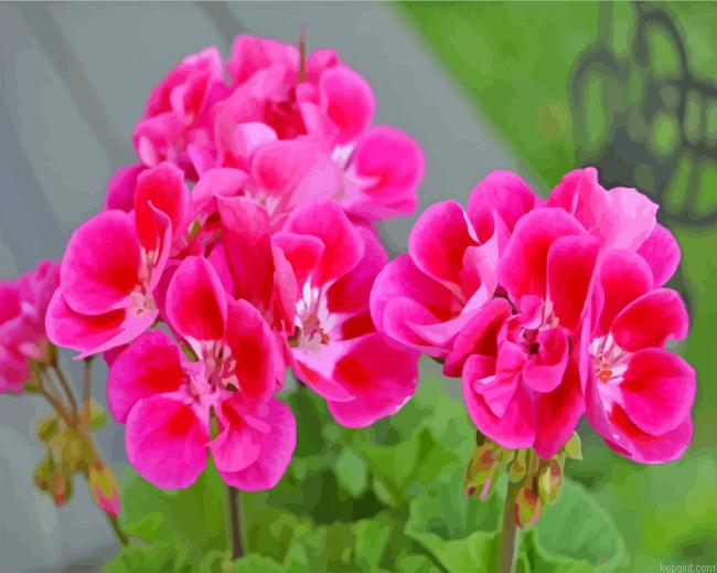 Geraniums Flowers Painting By Numberss.png