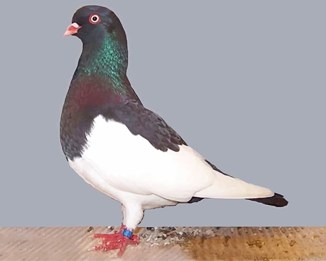 German Magpie Pigeon New Painting By Numberss.png