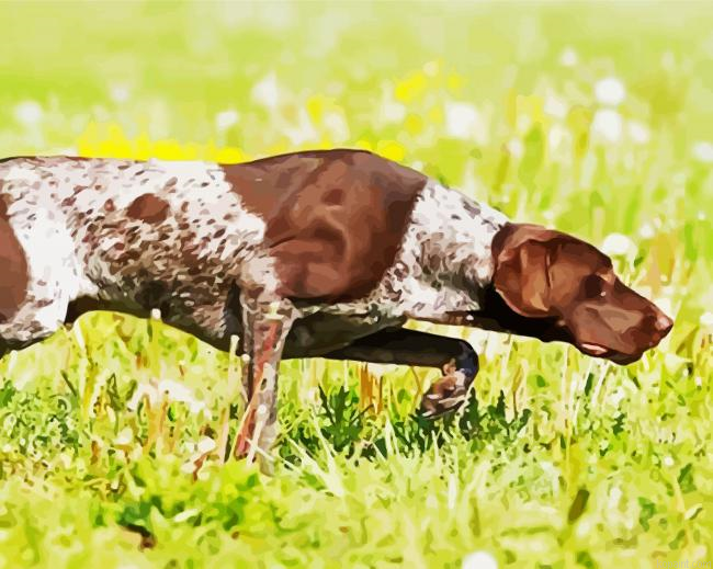 German Shorthaired Pointer Dog Painting By Numberss.png