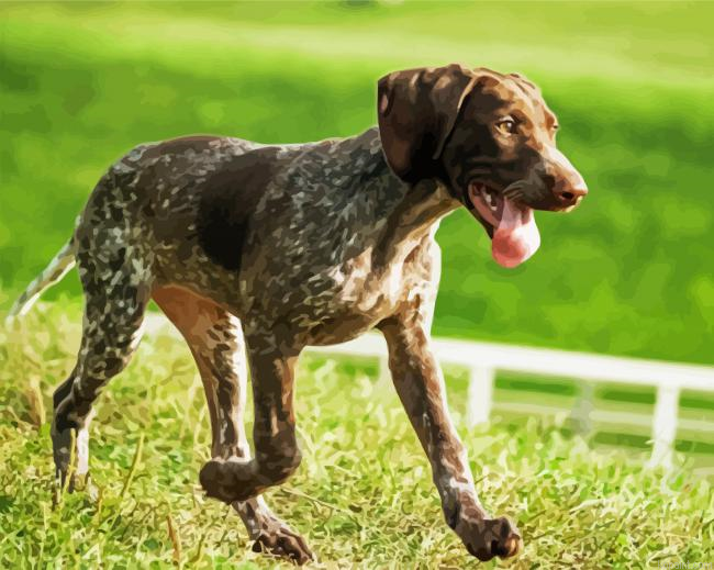 German Shorthaired Pointer Painting By Numberss.png