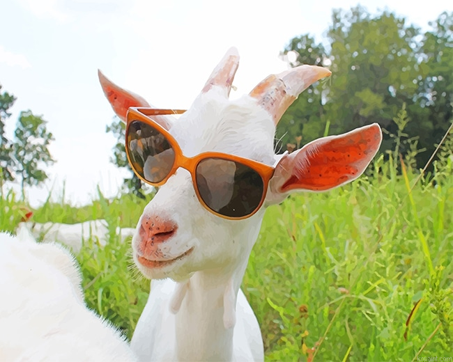 Goat Sunglasses New Painting By Numberss.png