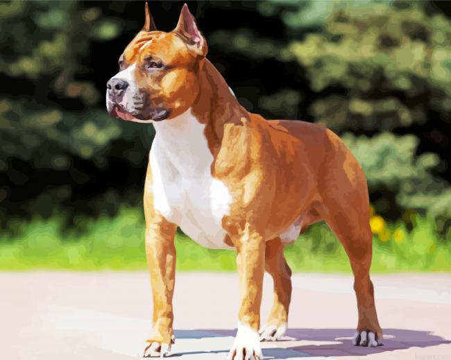 Golden American Staffordshire Terrier Dog Animal Painting By Numberss.png