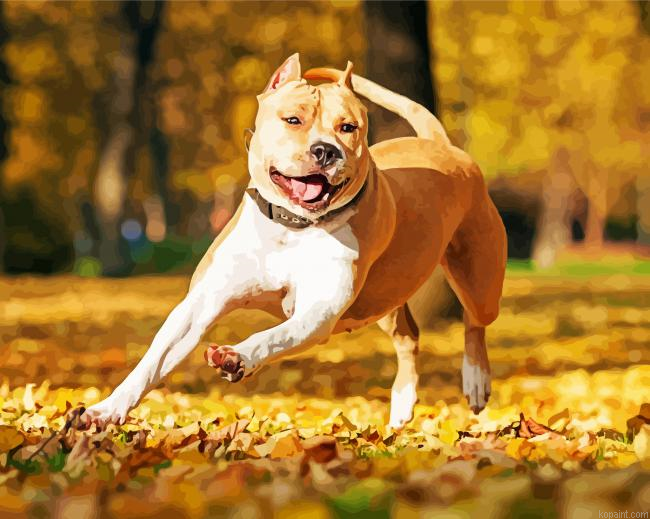 Golden American Staffordshire Terrier Dogs Painting By Numberss.png
