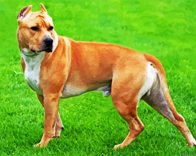 Golden American Staffordshire Terrier Painting By Numberss.png