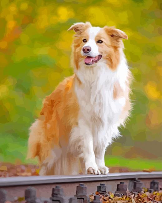 Golden Border Collie Painting By Numberss.png