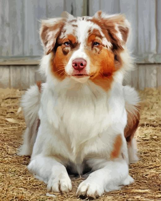 Golden Border Collies Dog Painting By Numberss.png