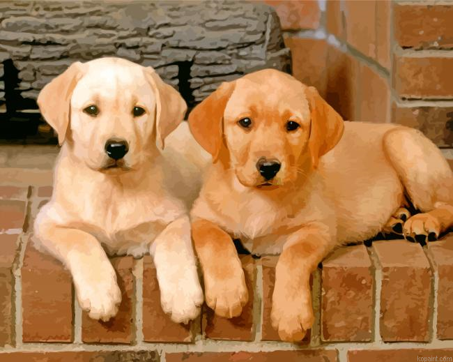 Golden Border Collies Puppies Painting By Numberss.png
