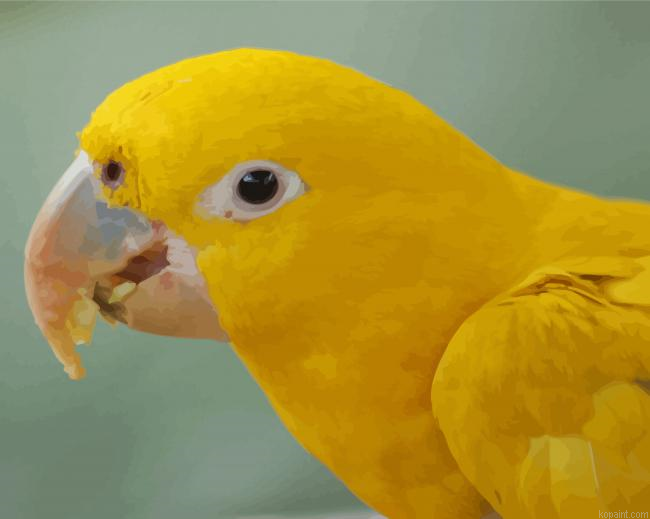 Golden Conures Head Painting By Numberss.png