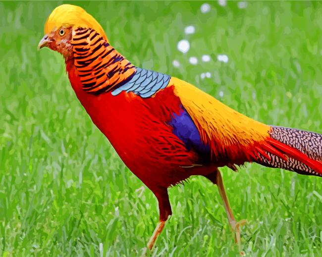 Golden Pheasant Bird Painting By Numberss.png