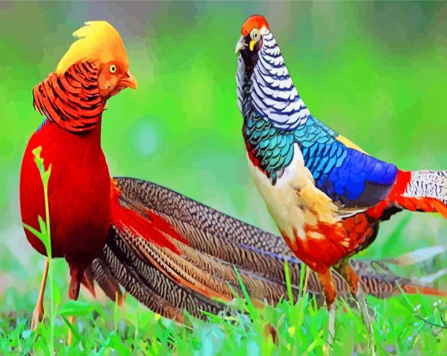 Golden Pheasant Birds Painting By Numberss.png