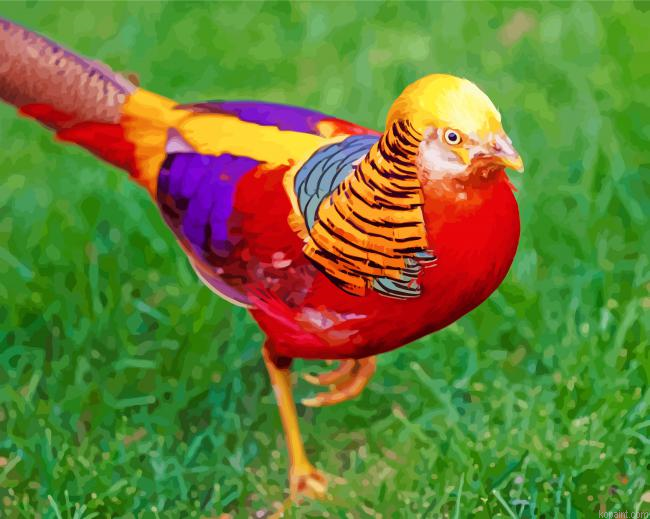 Golden Pheasant Painting By Numberss.png