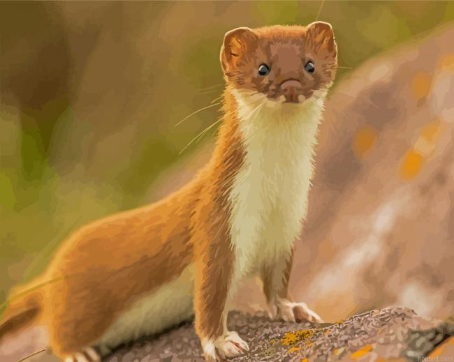 Golden Weasel Animal Paint By Numbers