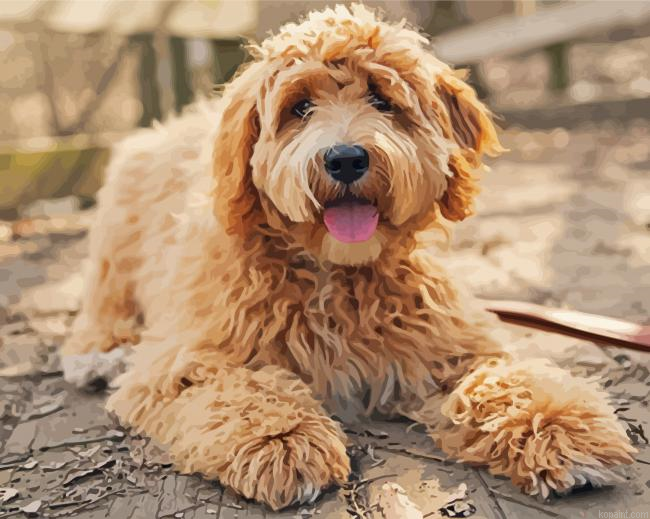 Goldendoodle Puppy Painting By Numberss.png
