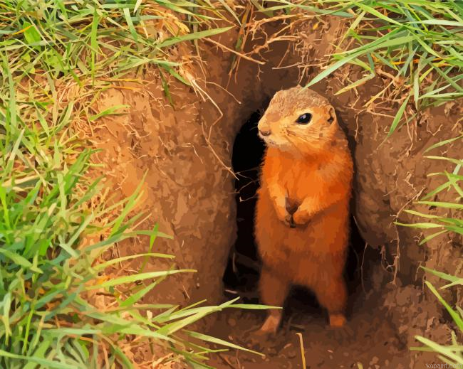 Gopher Animal Painting By Numberss.png