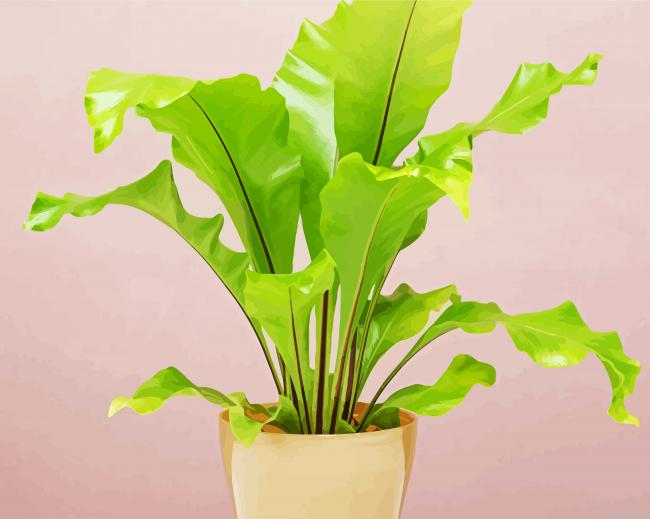 Green Birds Nest Fern Painting By Numberss.png