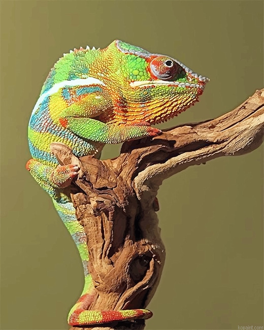 Green Chameleon New Painting By Numberss.png