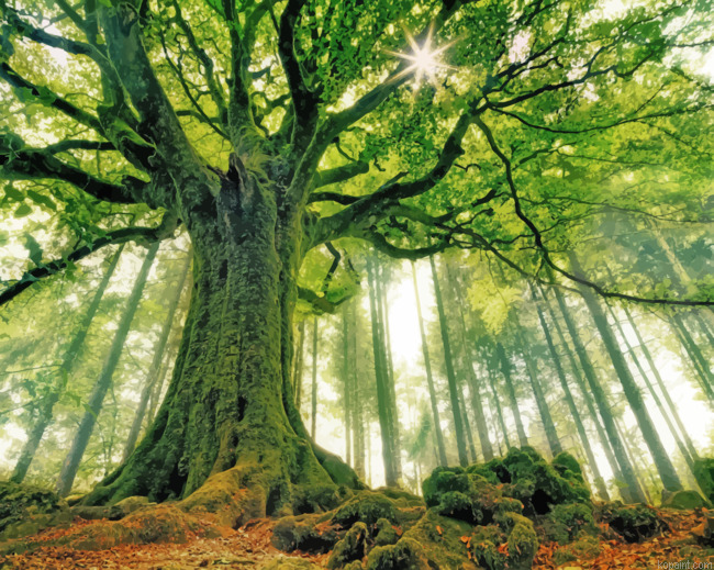 Green Forest Tree Painting By Numberss.png