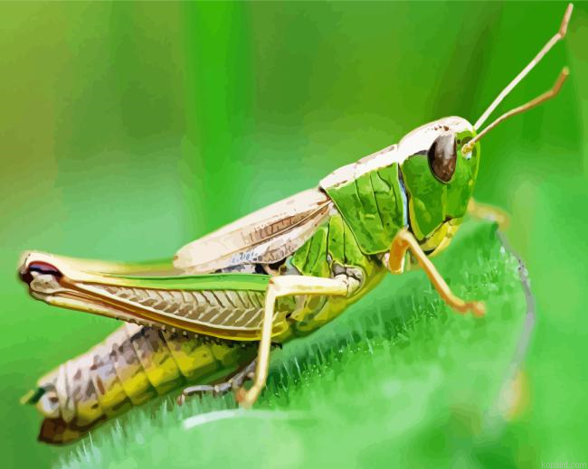 Green Grasshopper Insect Painting By Numberss.png
