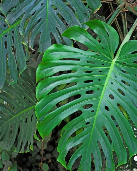 Green Monster Leaf Painting By Numberss.png